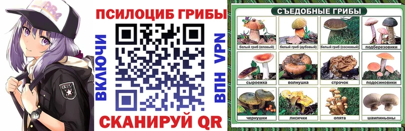 где можно купить   Всеволожск  Галлюциногенные грибы Psilocybe 